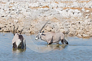 Oryx standing in the african savannah, the majestic Etosha National Park, best travel destination in Namibia, Africa.