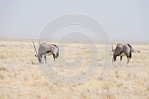 Oryx standing in the african savannah, the majestic Etosha National Park, best travel destination in Namibia, Africa