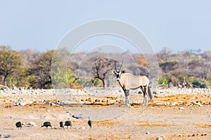 Oryx standing in the colorful landscape of the majestic Etosha National Park, best travel destination in Namibia, Africa.