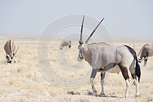 Oryx standing in the colorful landscape of the majestic Etosha National Park, best travel destination in Namibia, Africa