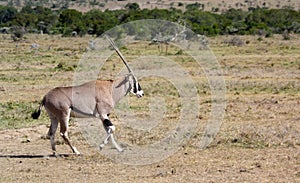 Oryx trotting across a plain