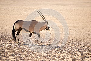 Oryx walking along in desert