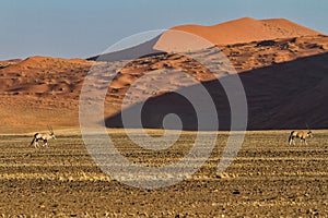 Oryx walking in front of red sanddunes of the Sossusvlei