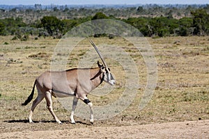 An oryx walks across the savannah