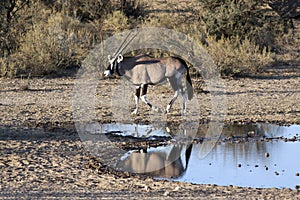 Oryx at a waterhole
