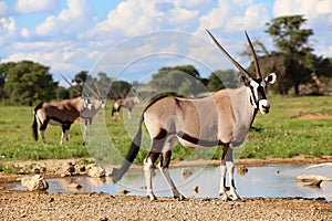 Oryxes under ata waterhole in kgalagadi