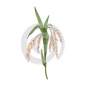 Oryza, field grain crop. Farm cereal rice plant with leaf and seed, kernels. Botanical agriculture drawing in vintage photo