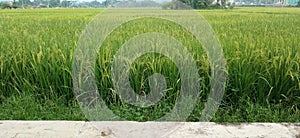 Oryza sativa