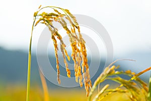 Oryza sativa photo