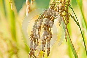 Oryza sativa