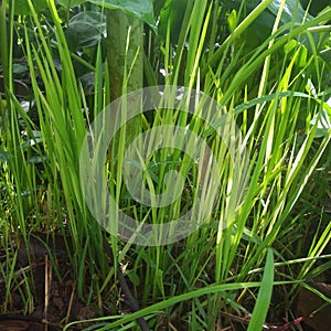 Oryza sativa plants