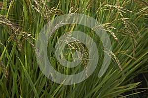 Oryza sativa plants with rice spikes