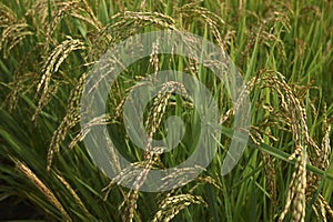 Oryza sativa plants with rice spikes