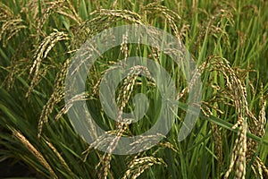 Oryza sativa plants with rice spikes photo