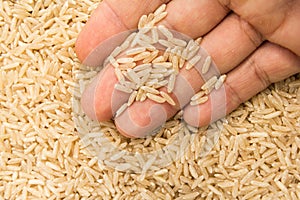 Whole Chinese Rice seed. Person with grains in hand. Macro. Whole food. photo