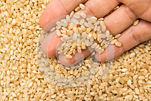 Whole Short Grain Rice Seed. Person with grains in hand. Macro. photo