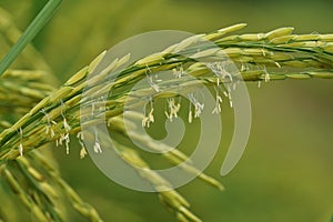 Oryza sativa with small wind pollinated flowers photo