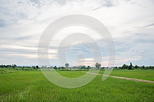 Oryza sativa02 photo