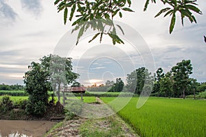 Oryza sativa04 photo