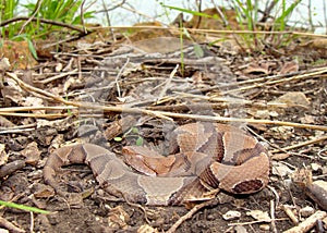 Osage Copperhead Snake, Agkistrodon contortrix