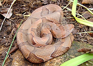 Osage Copperhead Snake, Agkistrodon contortrix photo