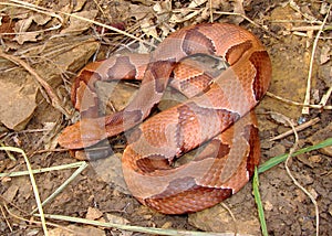 Osage Copperhead Snake coiled