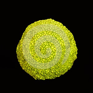 Osage Orange