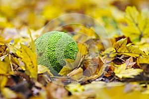 Osage orange in fall foliage
