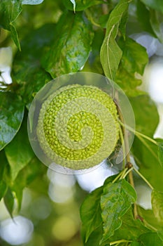 Osage orange