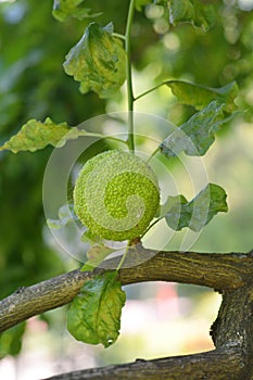 Osage orange