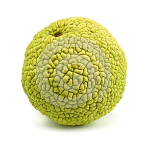 Osage orange
