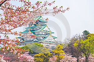 Osaka castle with cherry blossom. Japanese spring beautiful scene ,Osaka,Japan