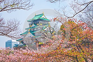 Osaka castle with cherry blossom. Japanese spring beautiful scene ,Osaka,Japan