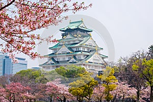 Osaka castle with cherry blossom. Japanese spring beautiful scene ,Osaka,Japan