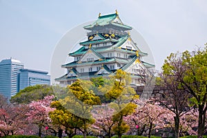 Osaka castle with cherry blossom. Japanese spring beautiful scene ,Osaka,Japan