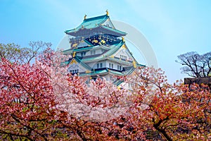 Osaka castle with cherry blossom. Japanese spring beautiful scene ,Osaka,Japan