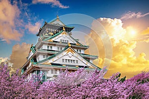 Osaka Castle and Cherry blossom at sunset in spring. Sakura seasons in Osaka, Japan photo