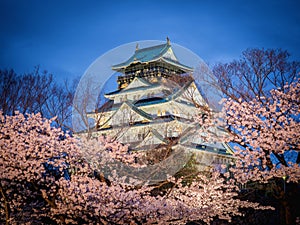 Osaka castle among cherry blossom trees (sakura) in the evening scene