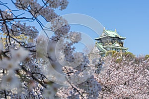 Osaka castle with the cherry blossoms