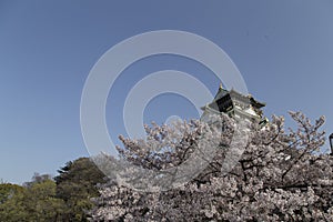 Osaka castle among cherry blossoms on a sunny day