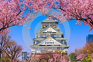 Osaka Castle and full cherry blossom in Japan