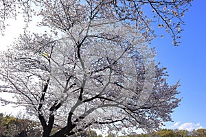 Osaka Castle garden with cherry blossom, revered castle dating to 1597 photo