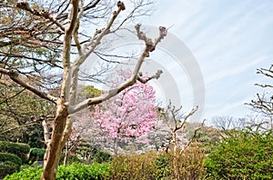 Osaka Castle Osakajo, Kyoto, Japan