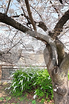 Osaka Castle Osakajo, Kyoto, Japan