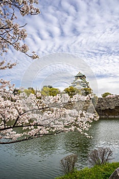 Osaka castle sakura (cherry blossom) trees