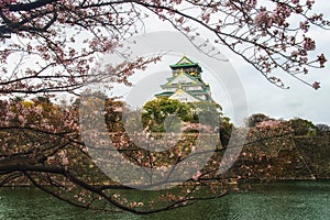 Osaka Castle Sakura
