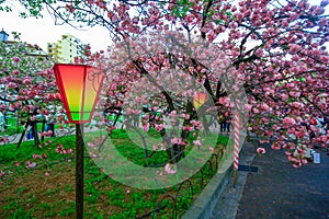 Osaka, Japan. Beautiful light and colours of Japanese lanterns and cherry blossoms