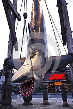 Photo of the JAWS shark