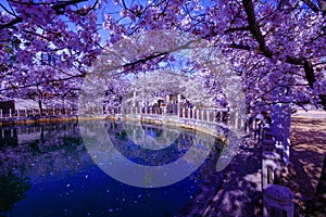 Osaka, Japan. Temple in Osaka in spring, blooming season, cherry blossoms.