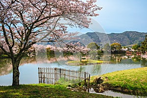 Osawa pond with cherry blossom at Arashiyama in Kyoto, japan